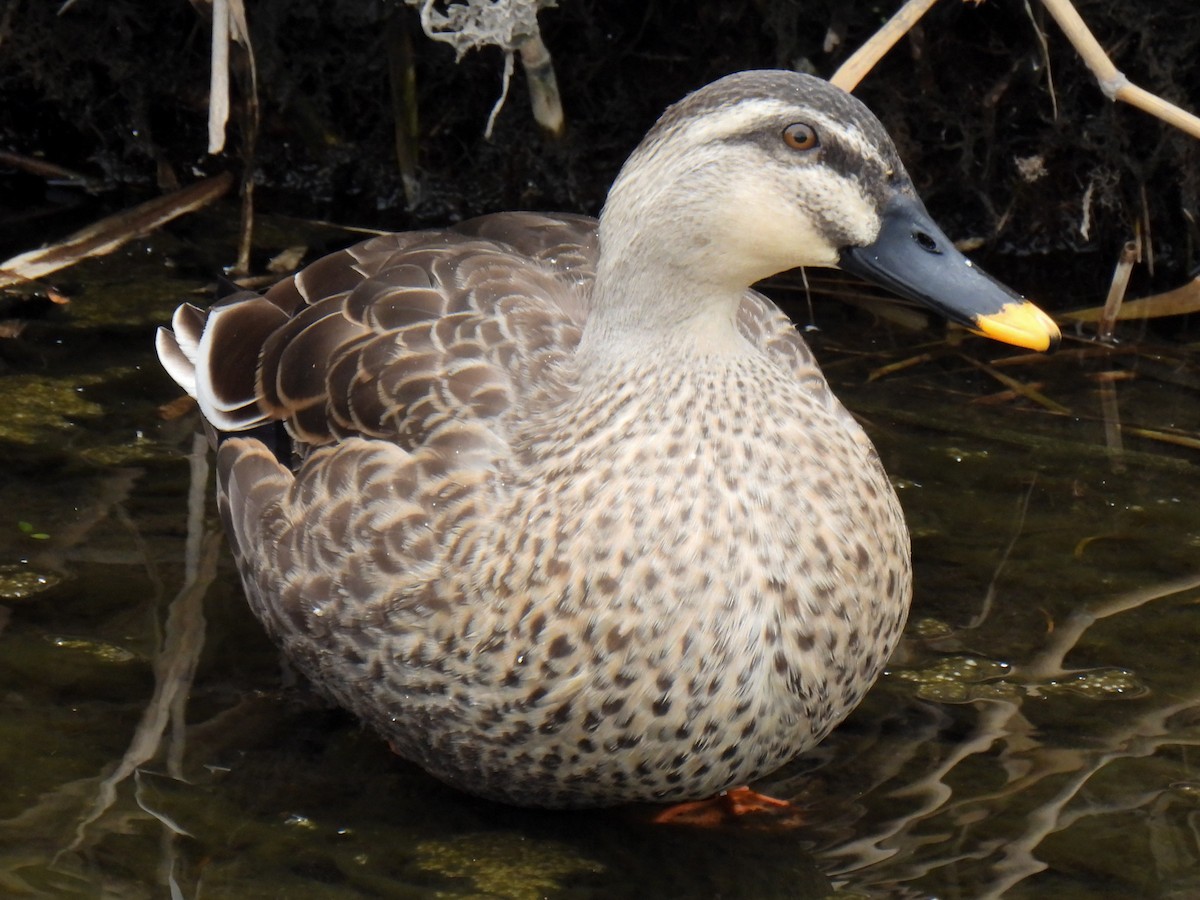 Canard de Chine - ML614924579