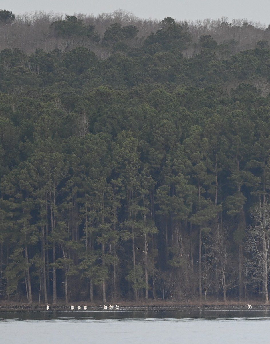American White Pelican - ML614924596