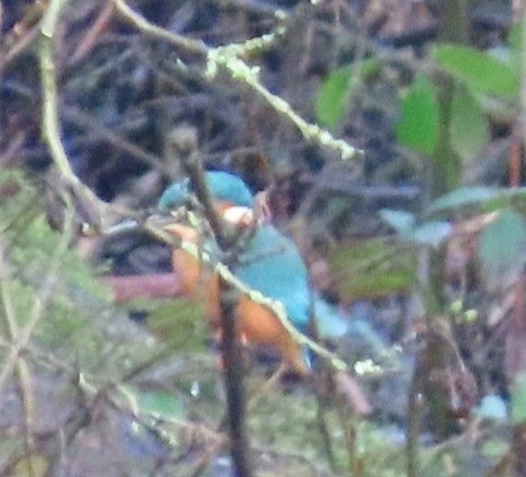 Common Kingfisher - ML614924656