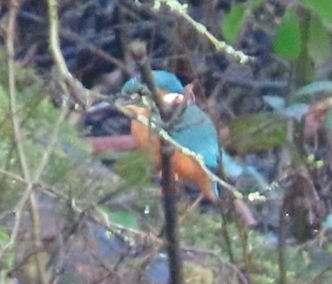 Common Kingfisher - ML614924657