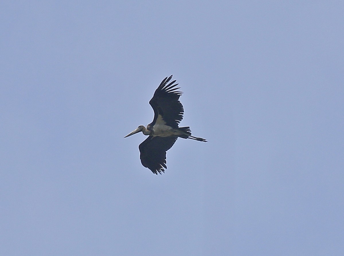 Lesser Adjutant - ML614924667