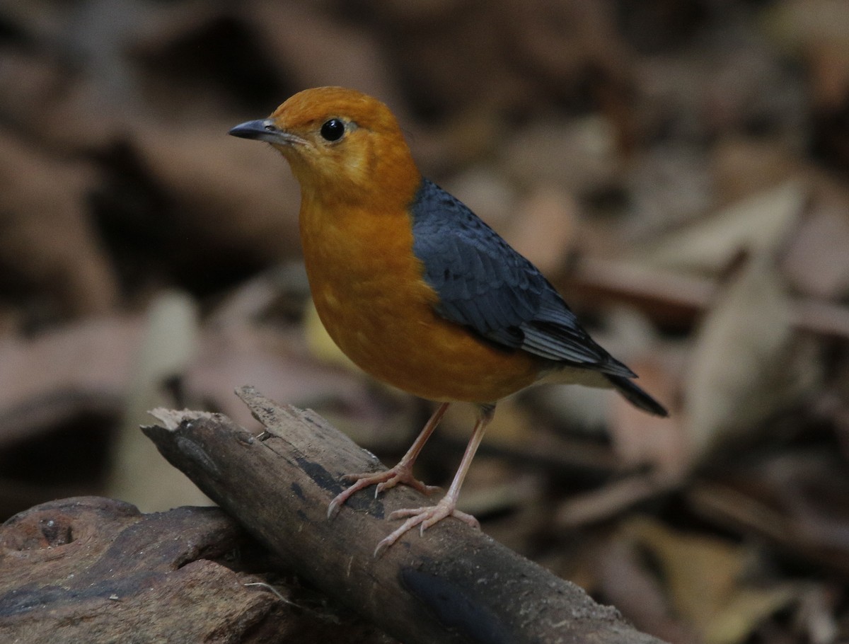 Orange-headed Thrush - Neoh Hor Kee