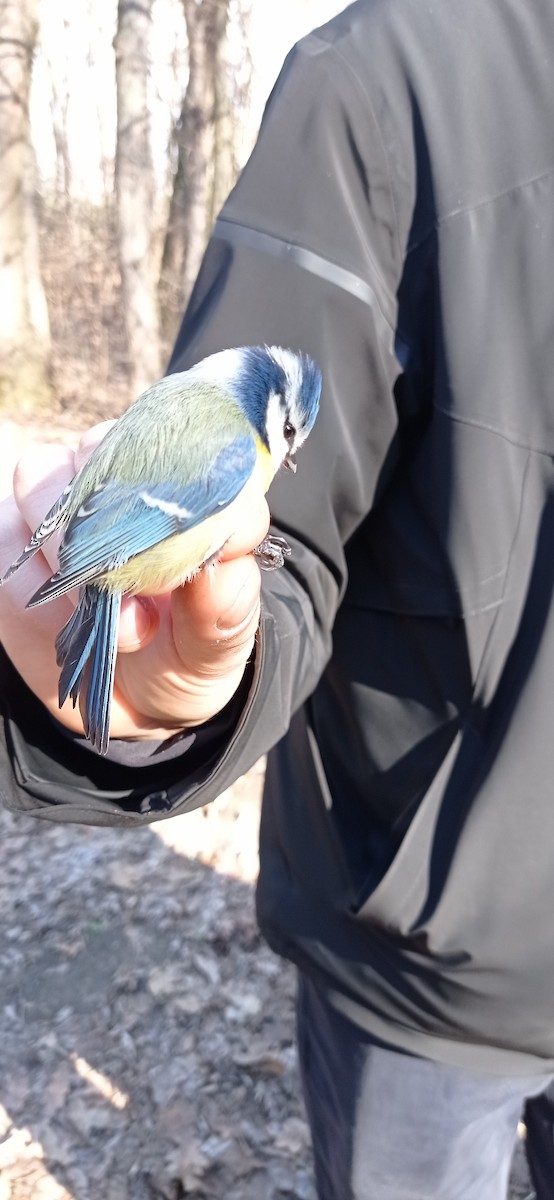 Eurasian Blue Tit - ML614924803