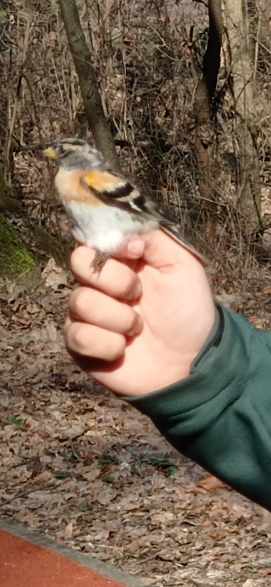 Common Chaffinch - ML614924830