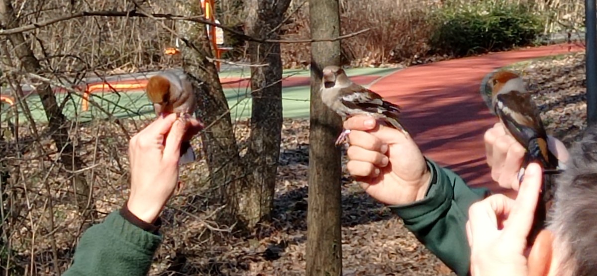 Hawfinch - ML614924842