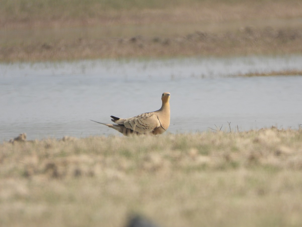 Chestnut-bellied Sandgrouse - ML614924876