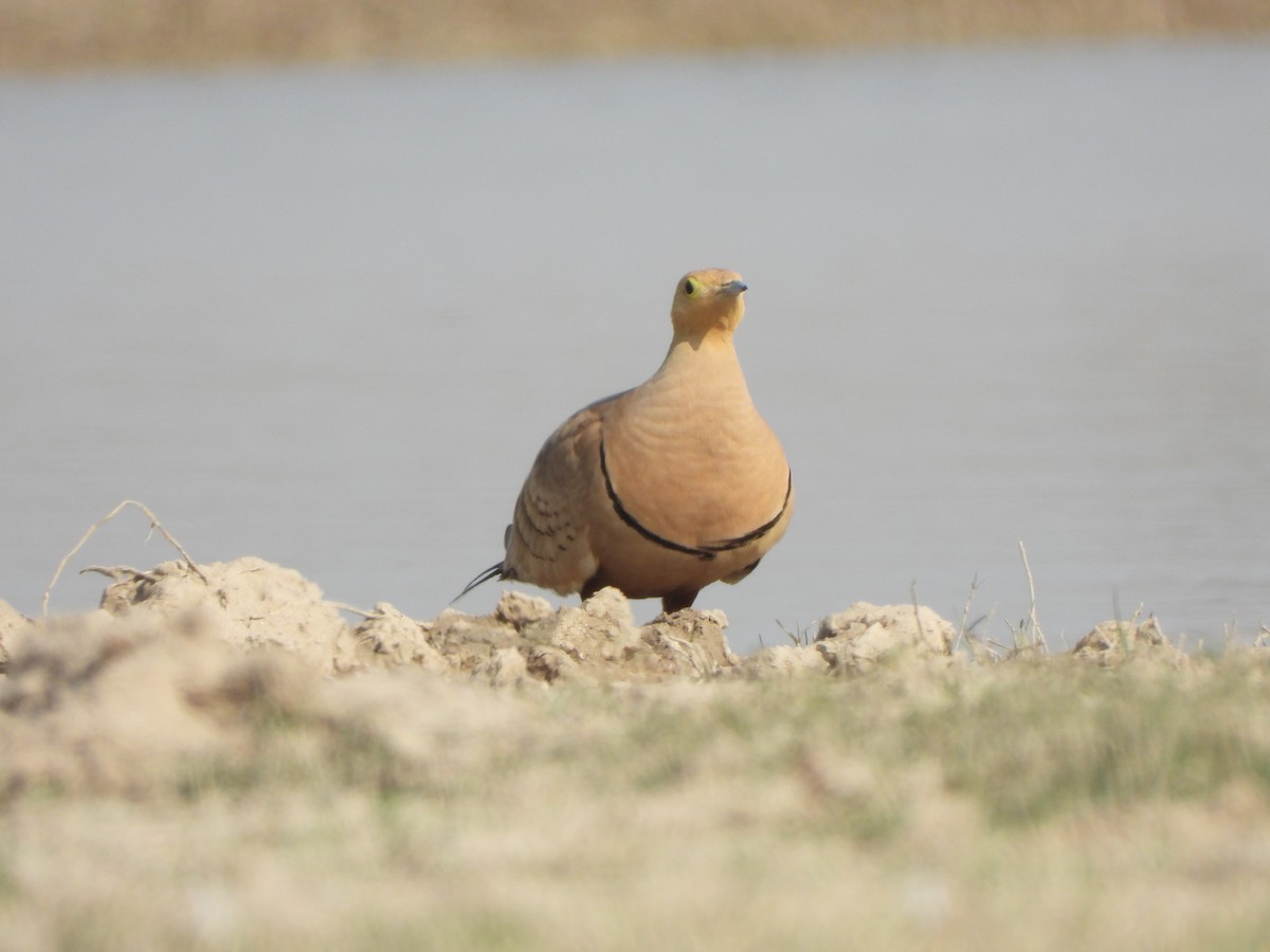 Chestnut-bellied Sandgrouse - Rounak choudhary