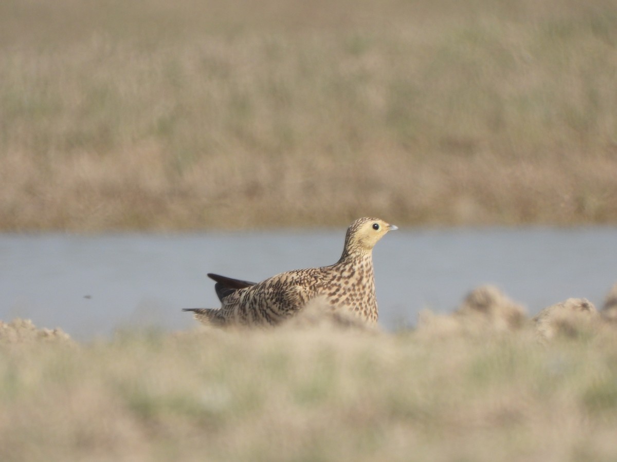 Chestnut-bellied Sandgrouse - ML614924878