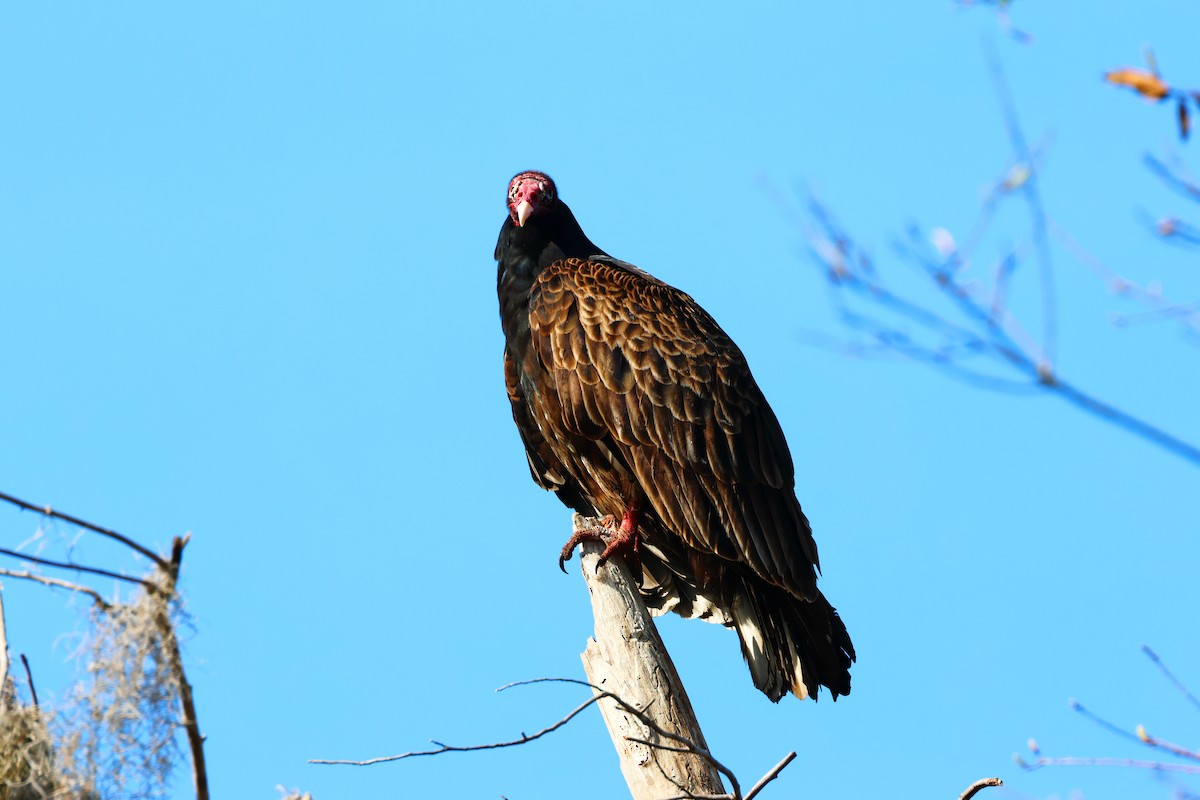 Turkey Vulture - ML614924970