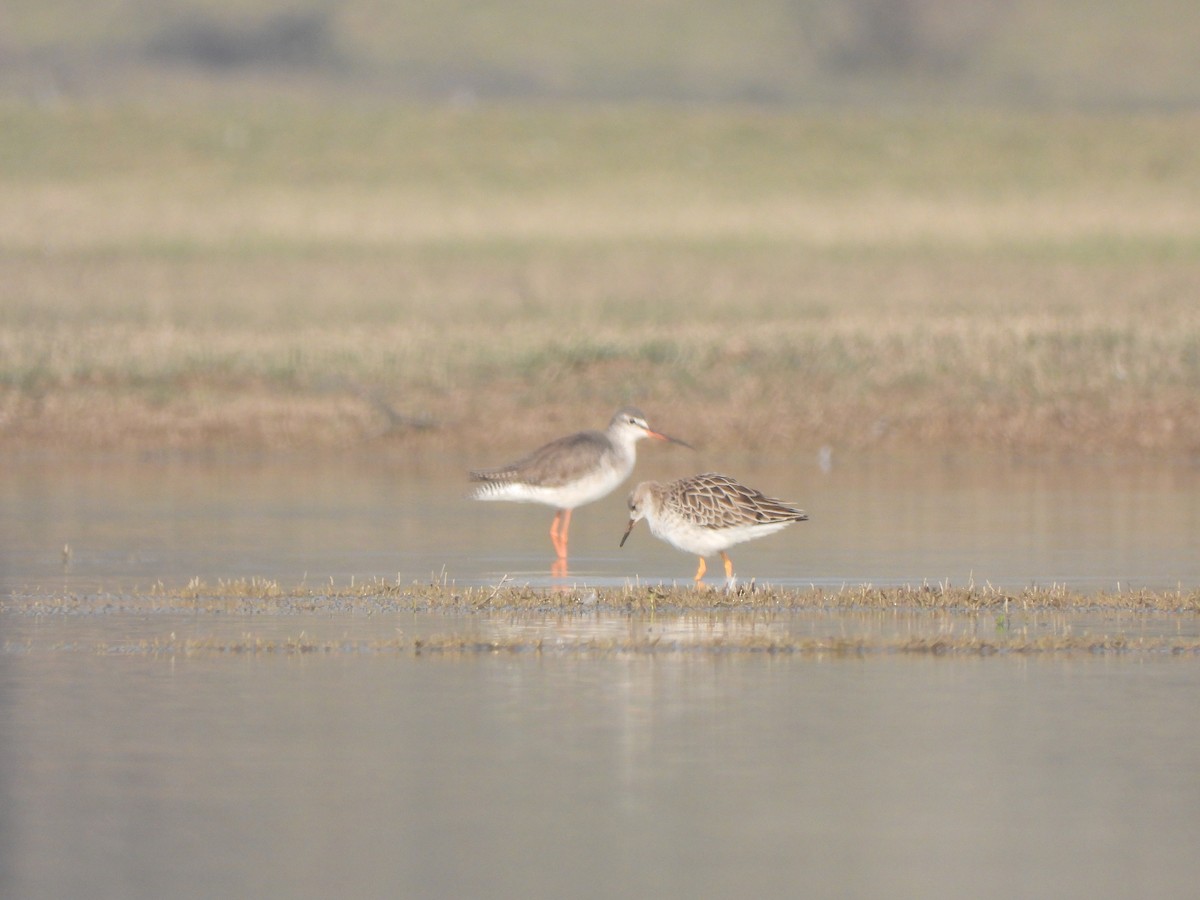 Spotted Redshank - ML614924972