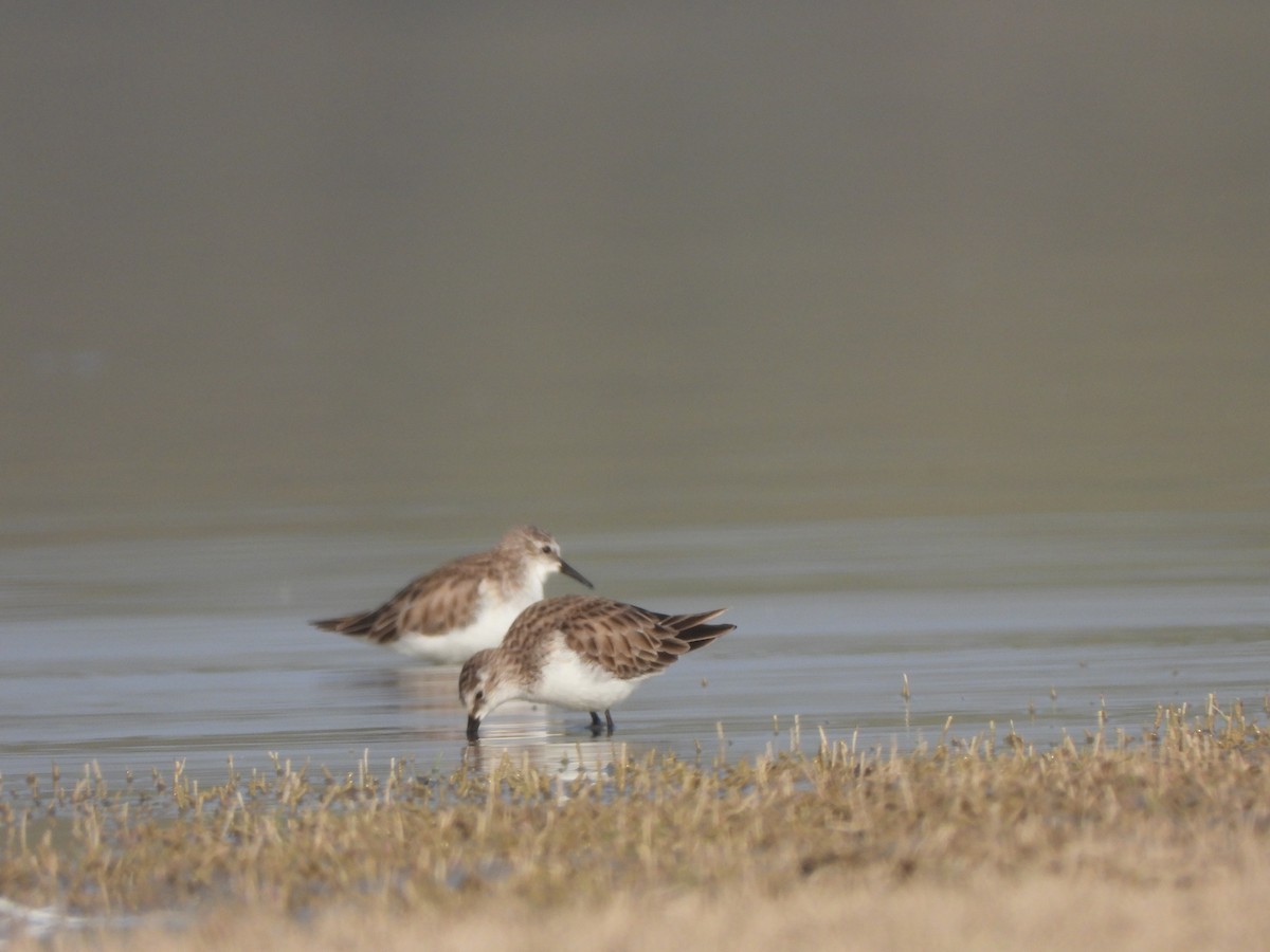 Little Stint - ML614924987