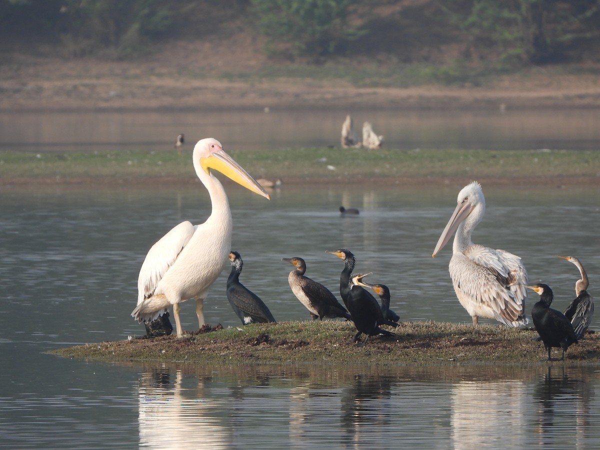 Great White Pelican - ML614925050