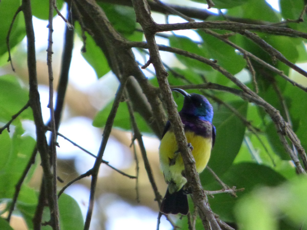 Variable Sunbird - Panagiotis Michalakos