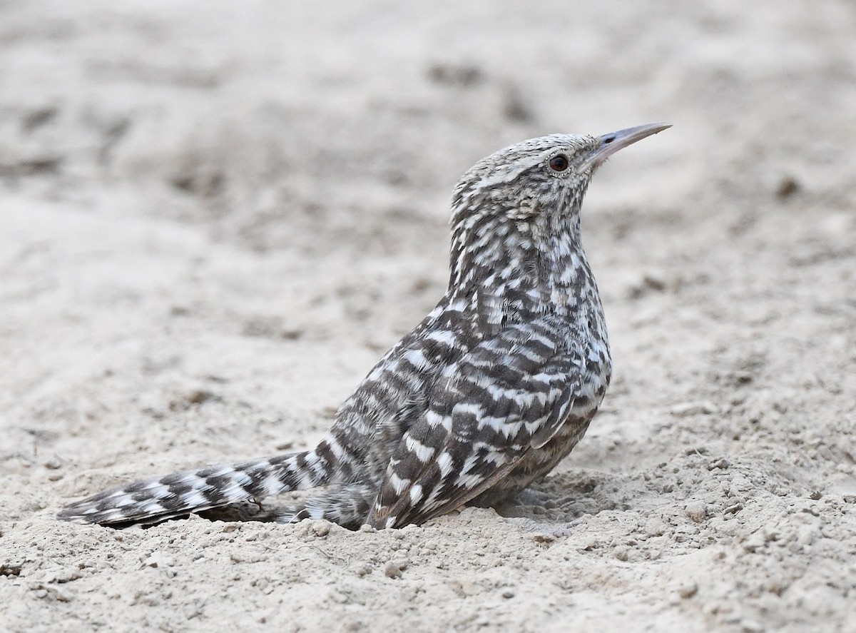 Fasciated Wren - ML614925135