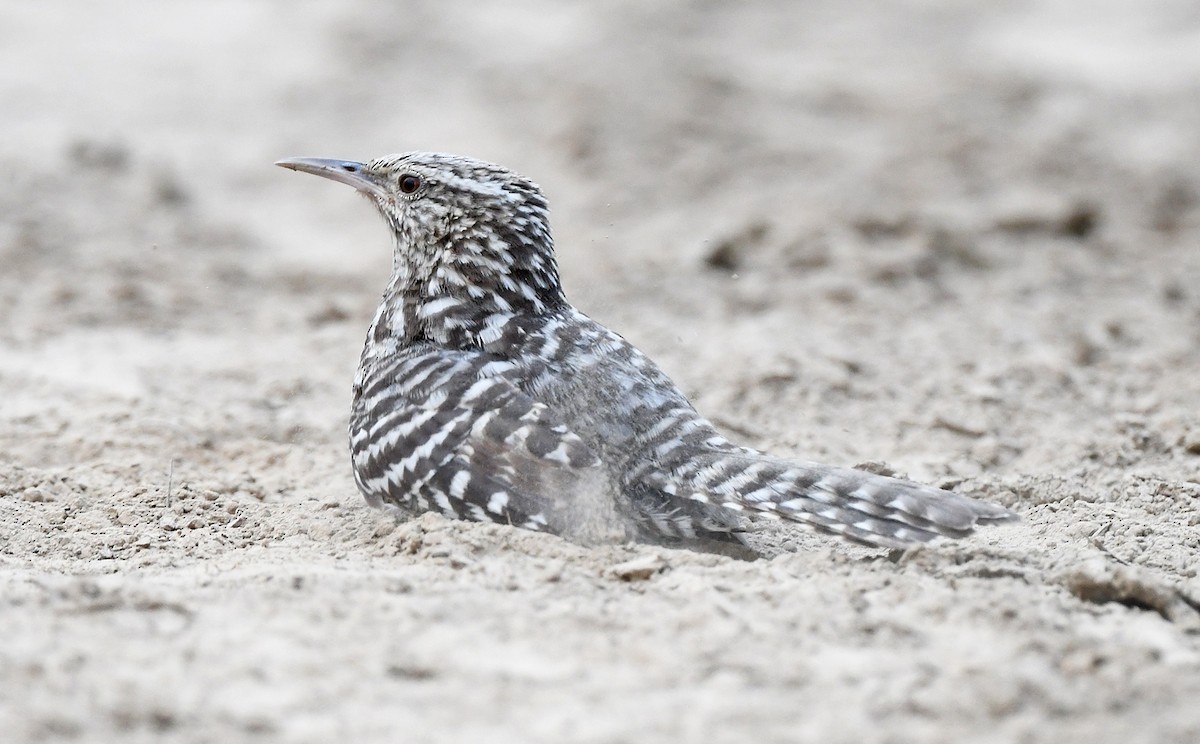 Fasciated Wren - ML614925136