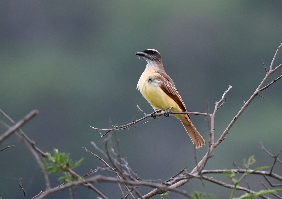 Baird's Flycatcher - ML614925139