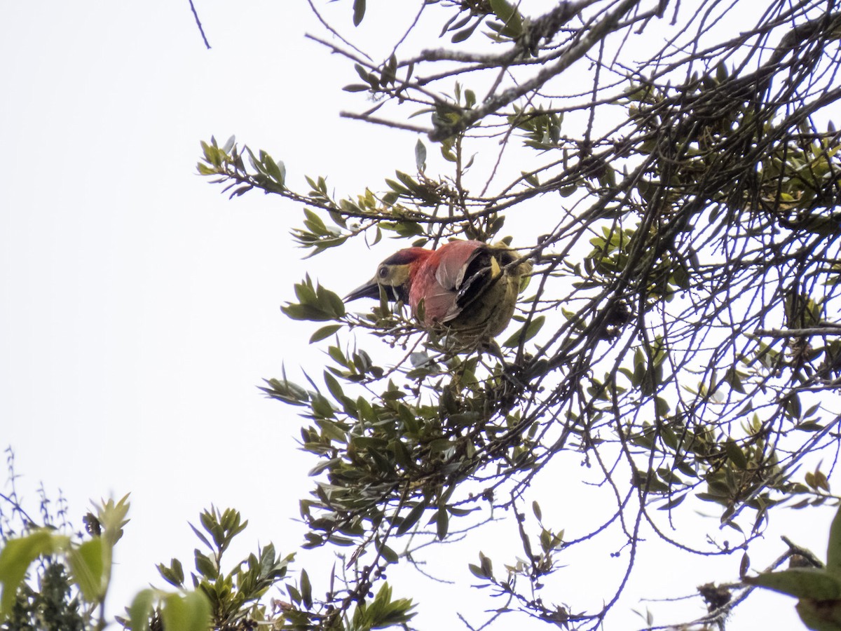 Crimson-mantled Woodpecker - Raúl Castillo Albadan