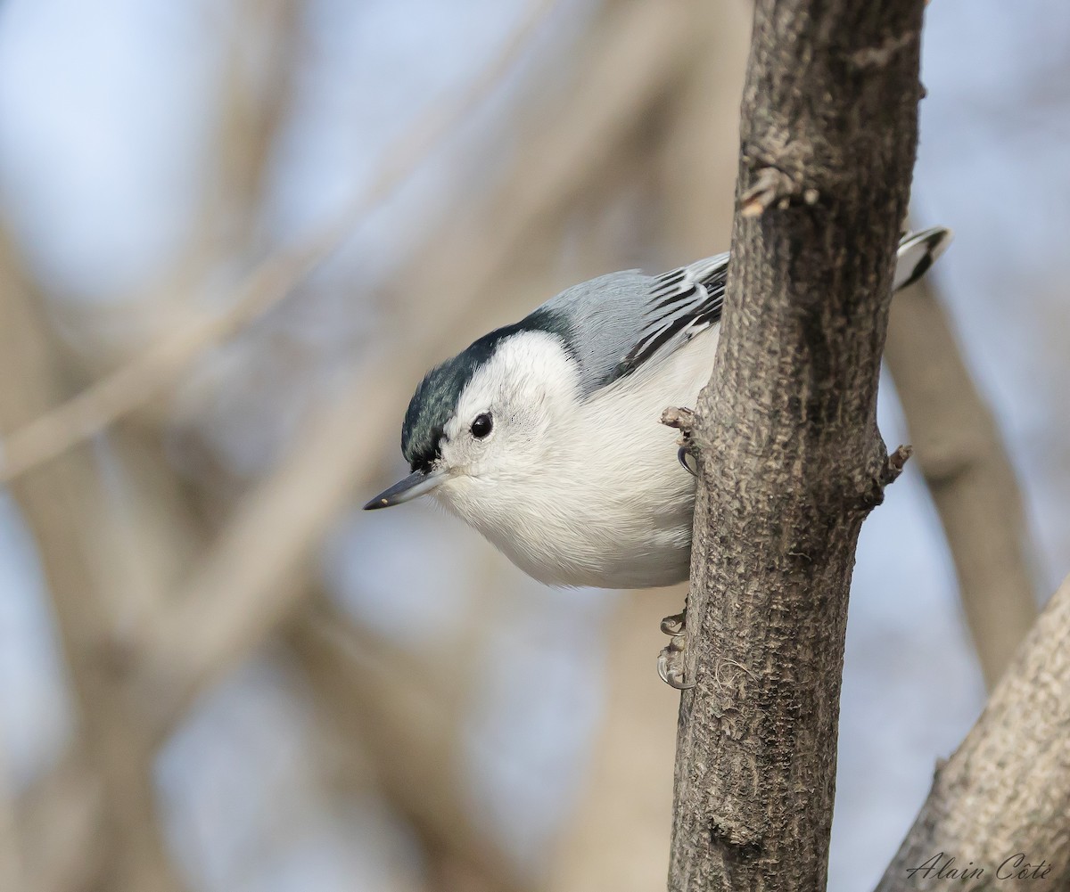 White-breasted Nuthatch - ML614925193