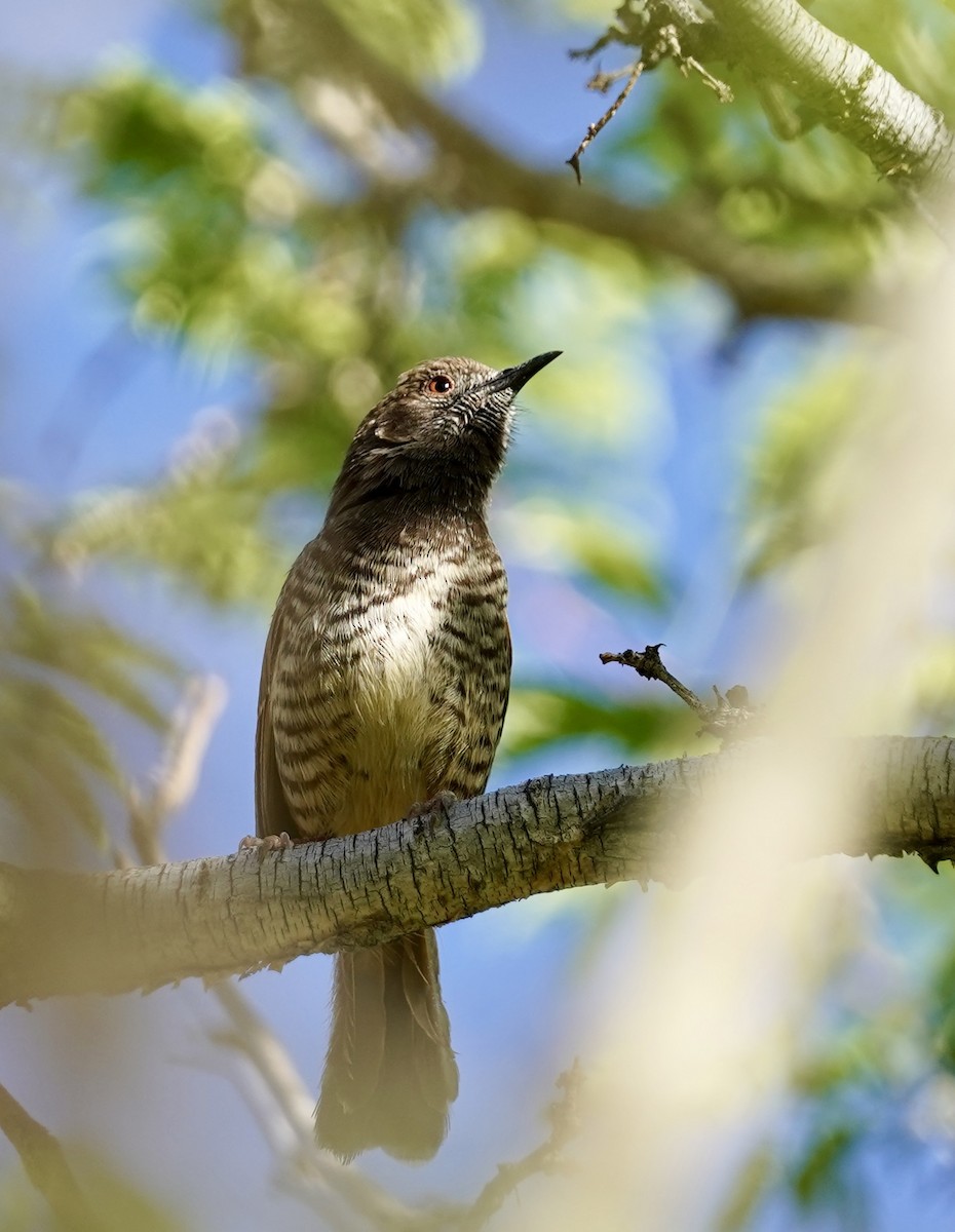 Barred Wren-Warbler - ML614925195