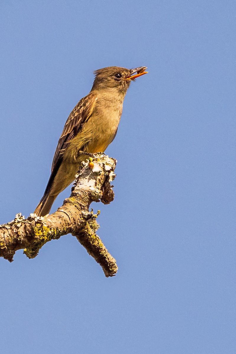 Greater Pewee - ML614925200