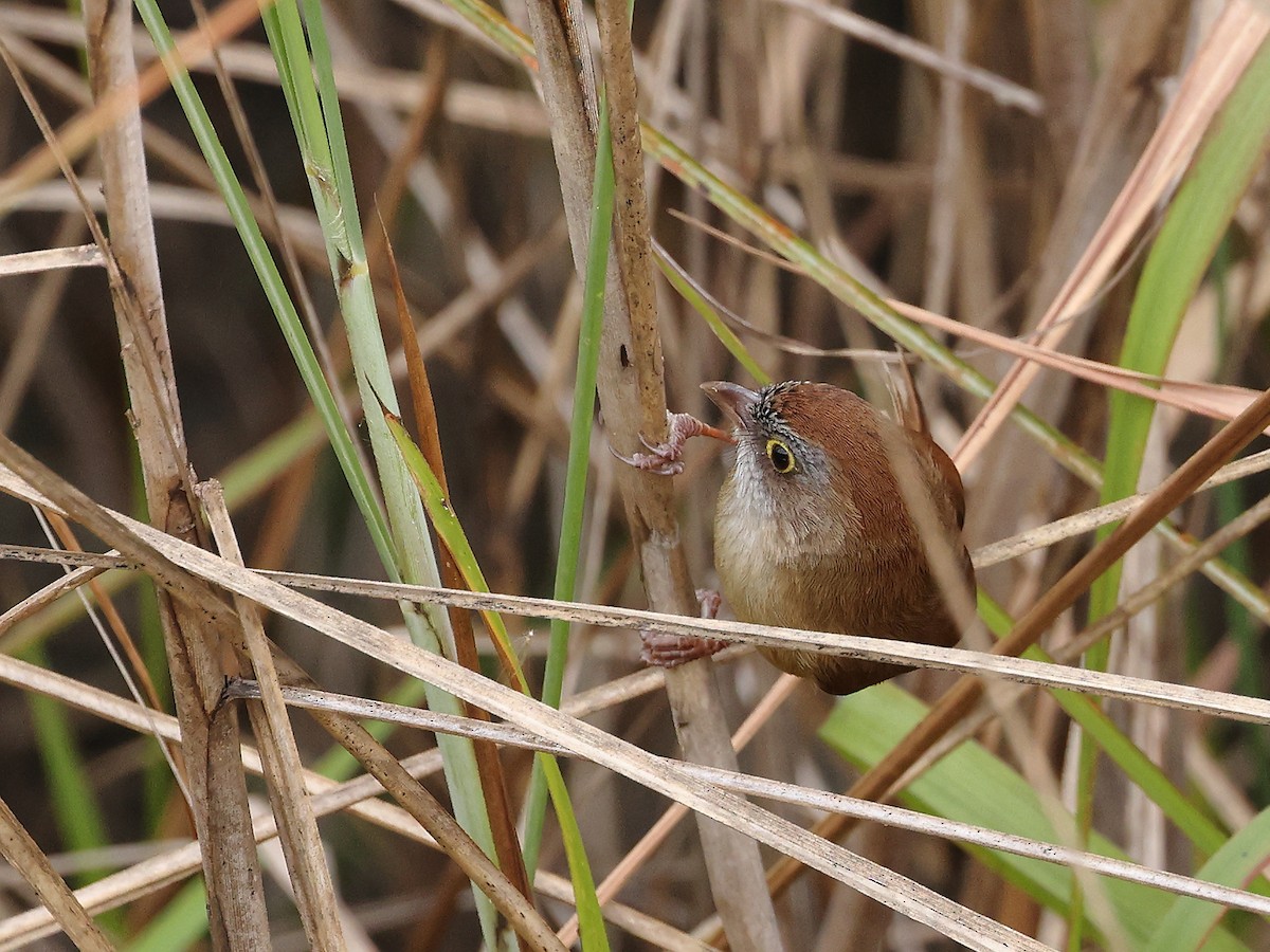 Jerdon's Babbler - ML614925203