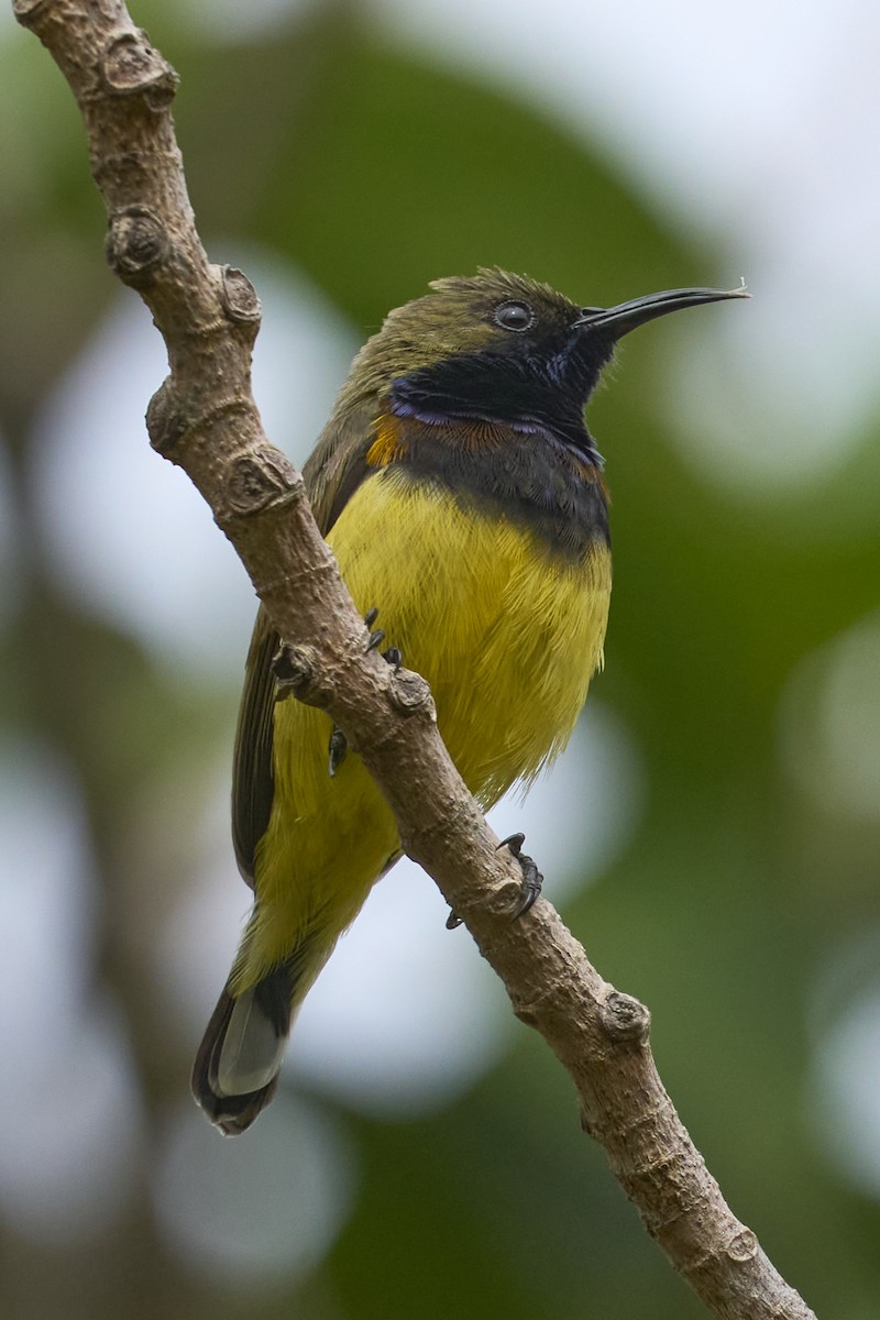 Ornate Sunbird (Cream-bellied) - ML614925206