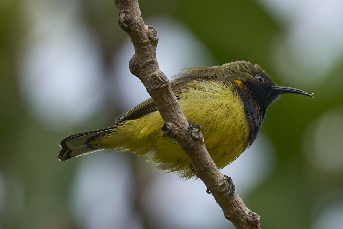 Ornate Sunbird (Cream-bellied) - ML614925216