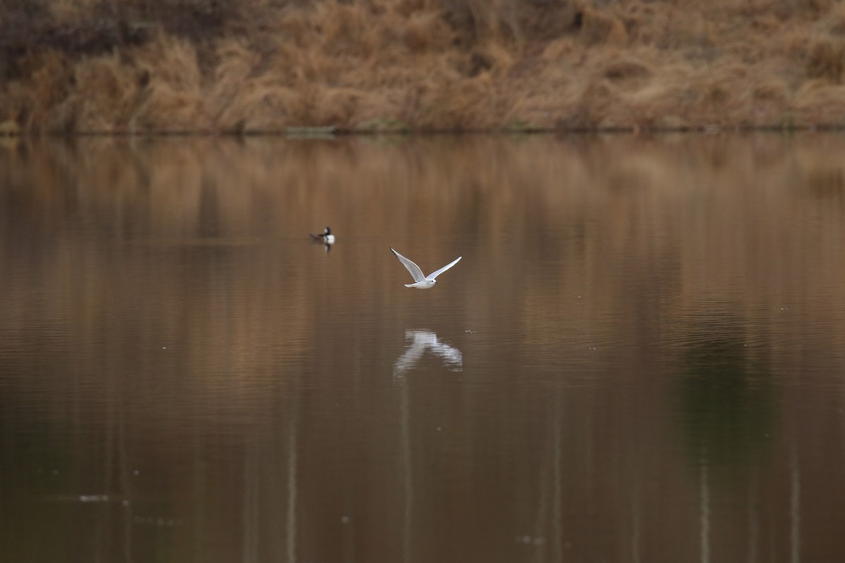 Bonaparte's Gull - ML614925236