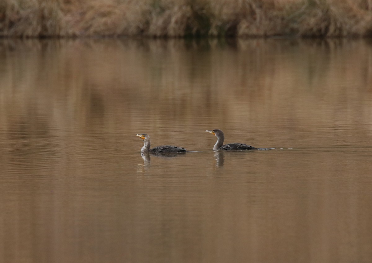 Cormoran à aigrettes - ML614925242