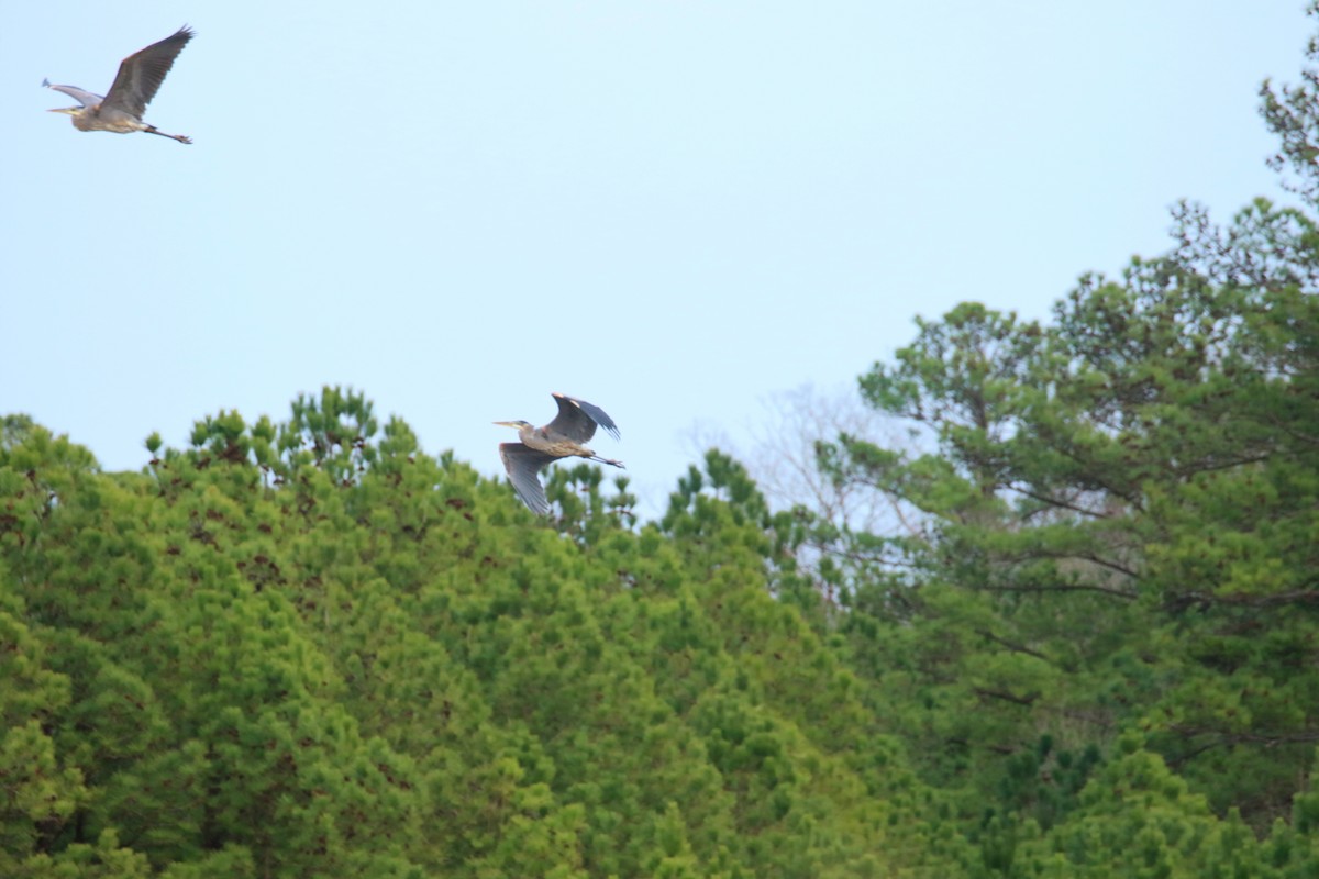 Great Blue Heron - ML614925244