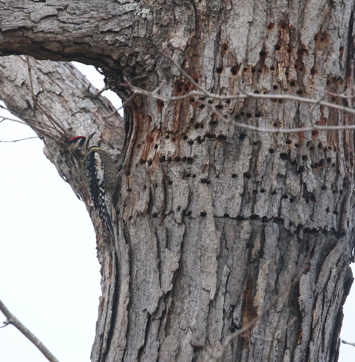 Yellow-bellied Sapsucker - ML614925249