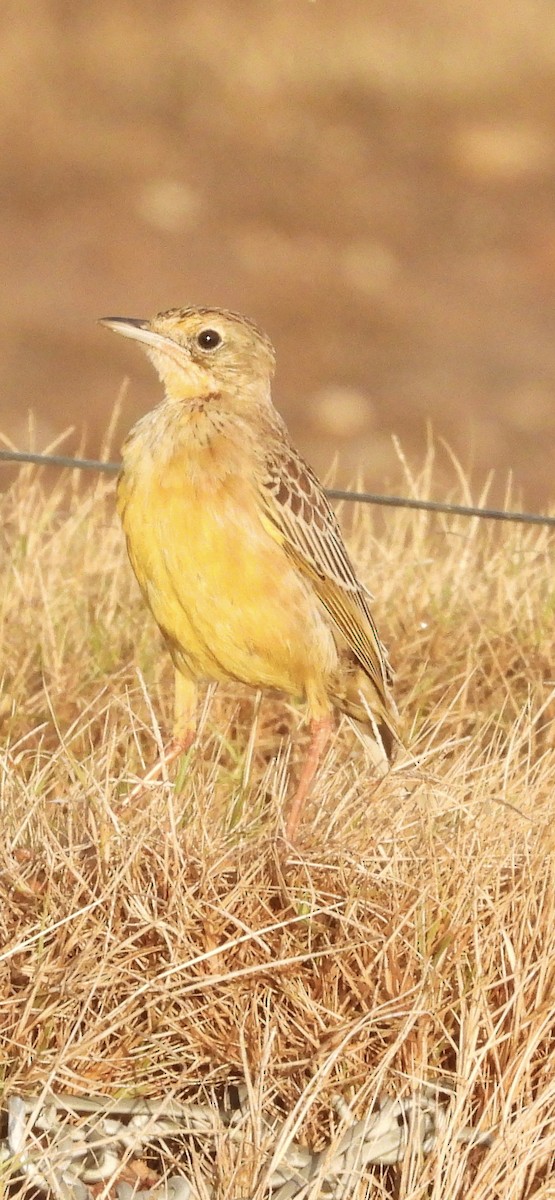 Orange-throated Longclaw - John Lee