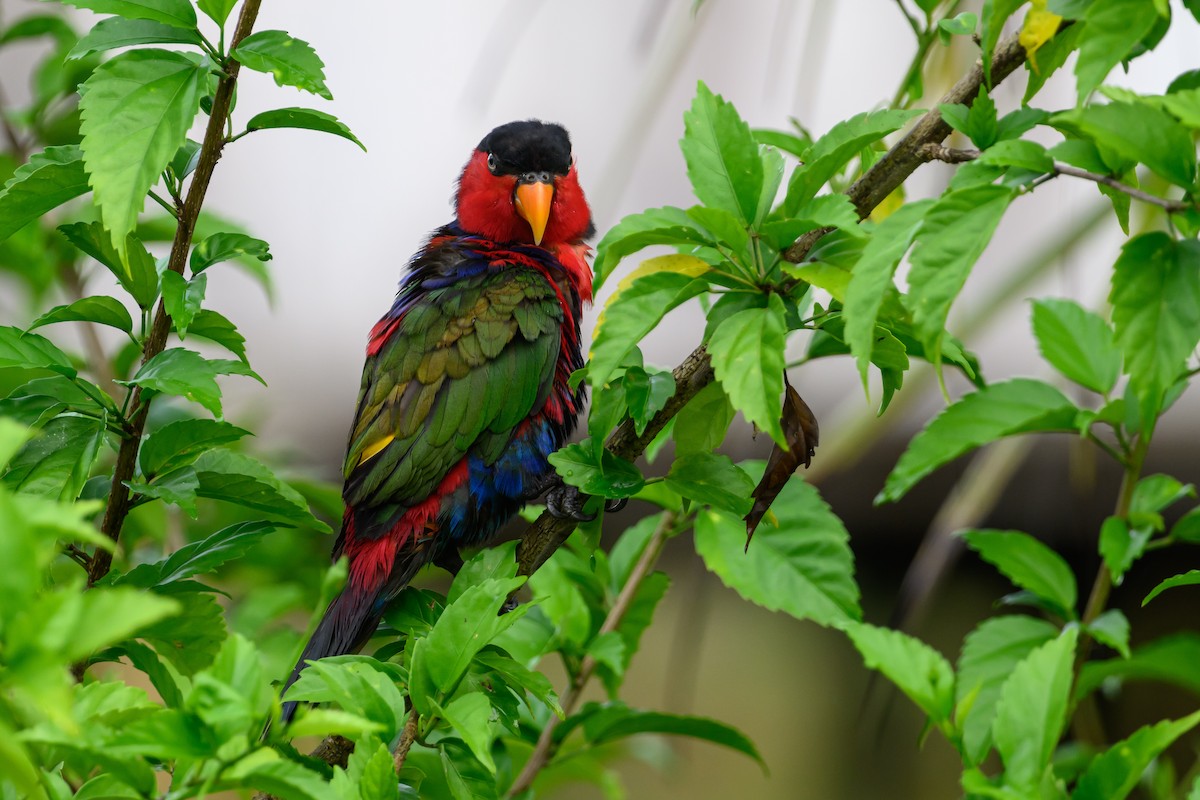 Black-capped Lory - Stephen Davies