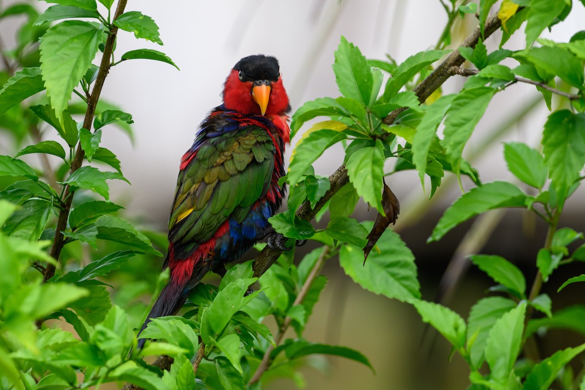 Black-capped Lory - ML614925321