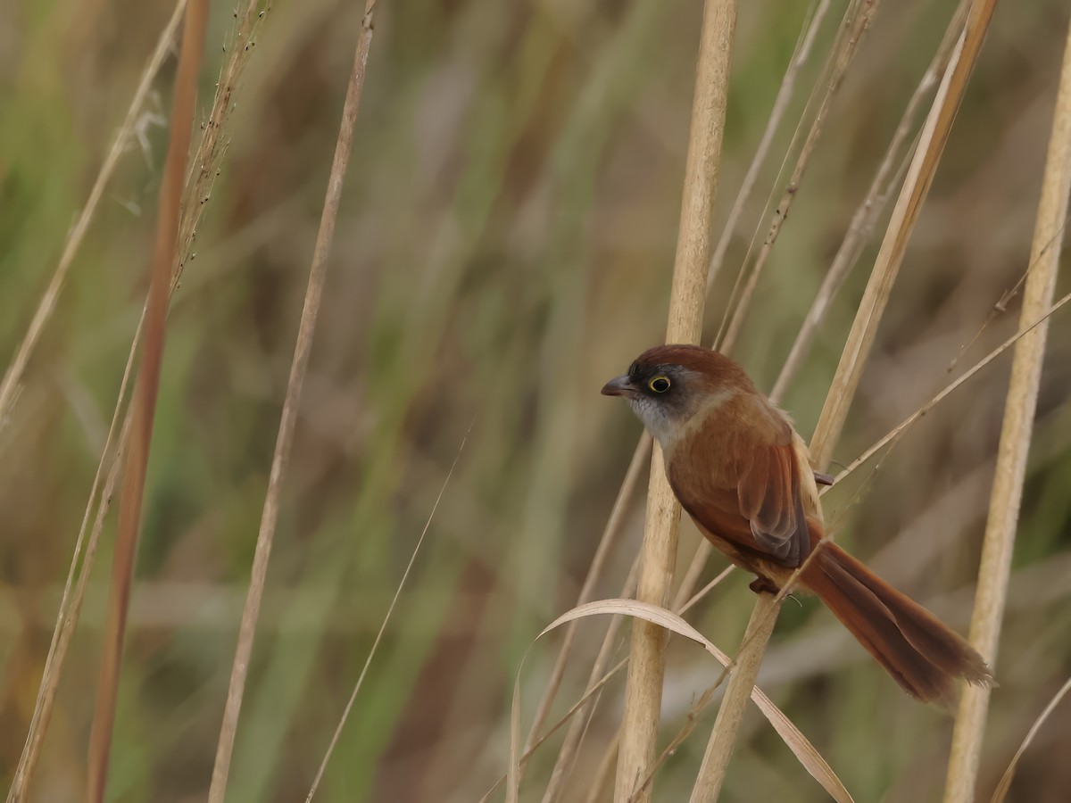 Jerdon's Babbler - ML614925384