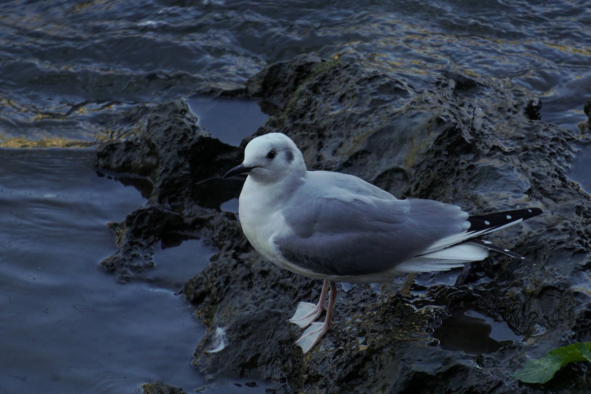 Bonaparte's Gull - Ander Alvarez