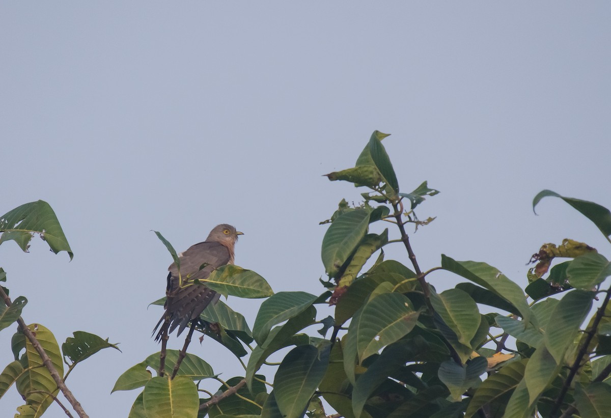 Common Hawk-Cuckoo - ML614925420