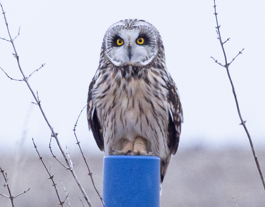 Short-eared Owl - ML614925441