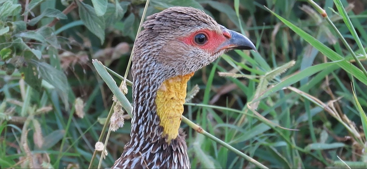 Yellow-necked Spurfowl - ML614925444