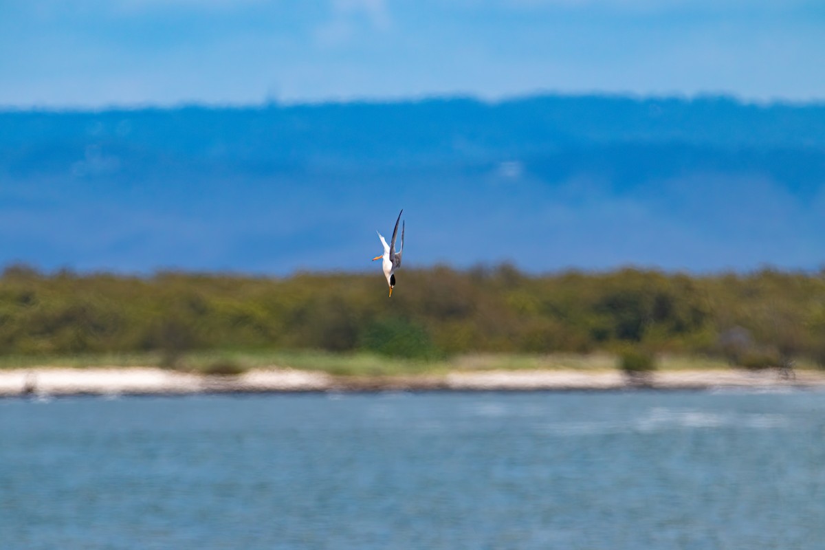 Little Tern - ML614925502