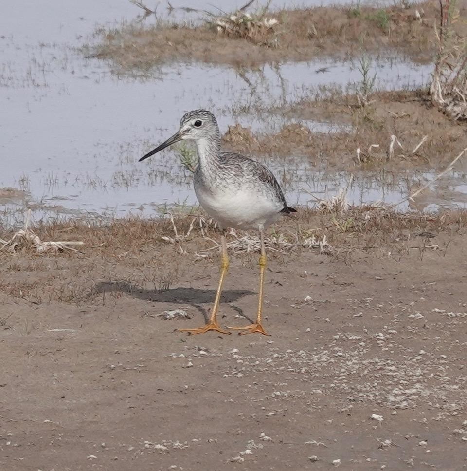 Greater Yellowlegs - ML614925566