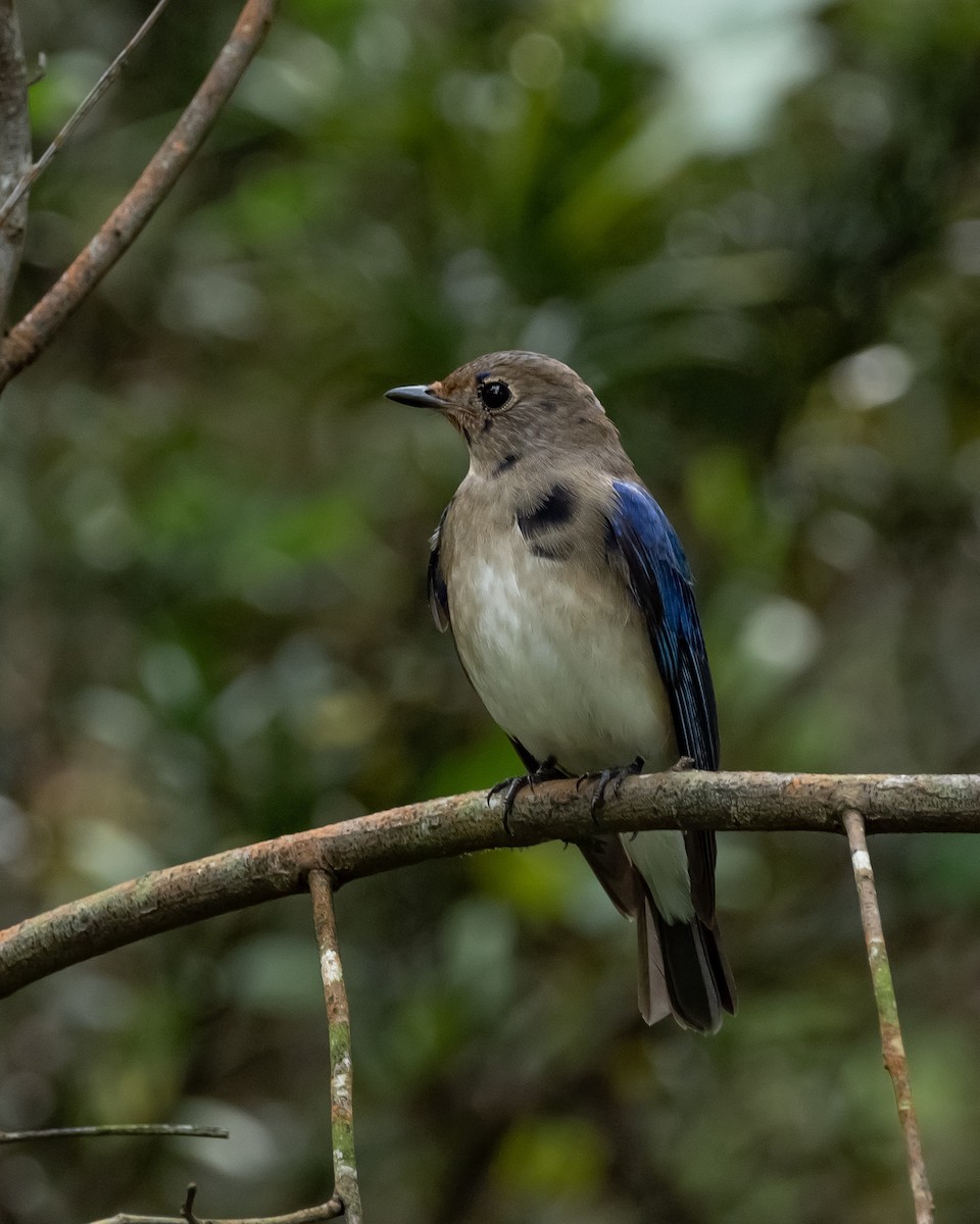Blue-and-white Flycatcher - Yan Ze Ng