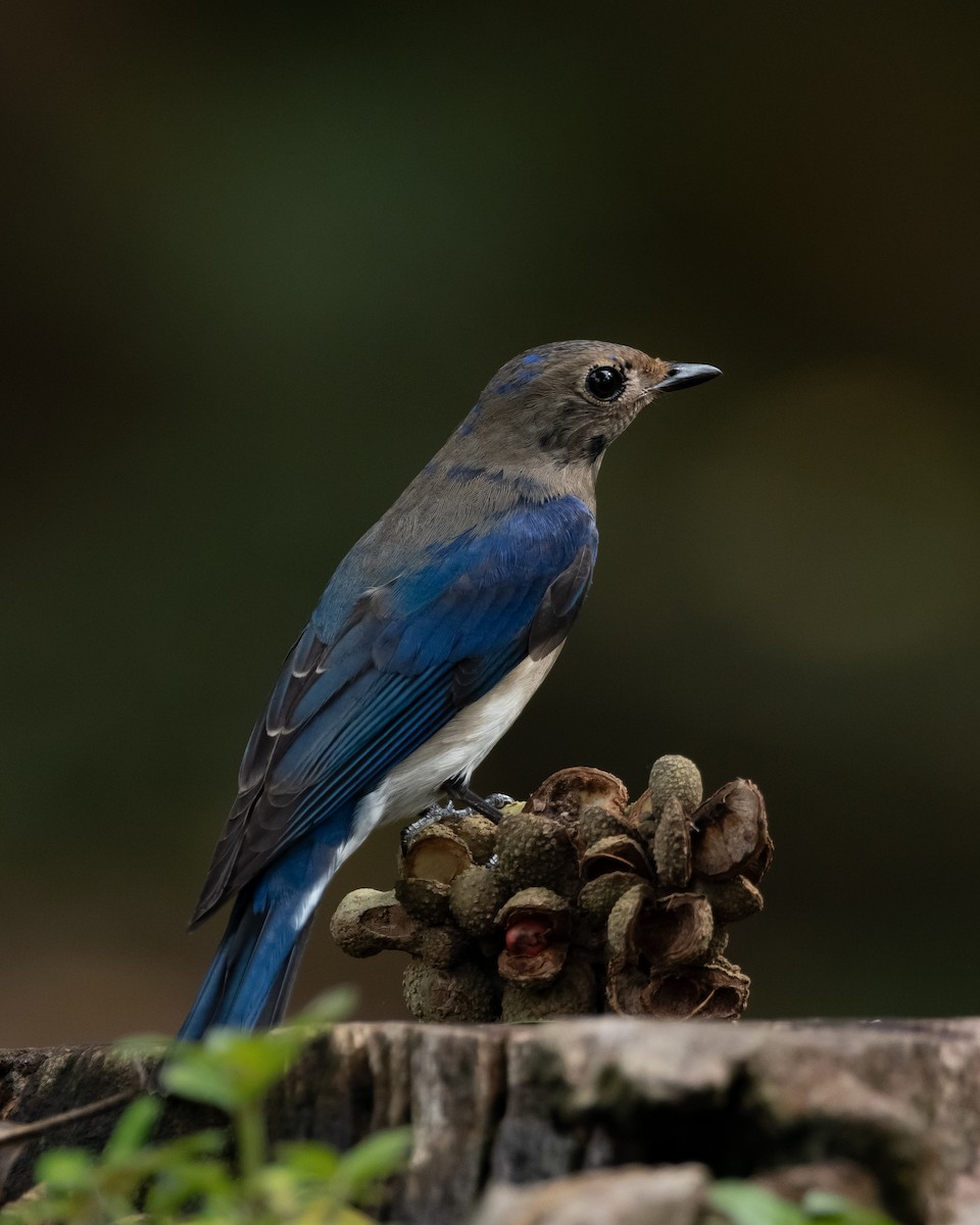 Blue-and-white Flycatcher - ML614925619