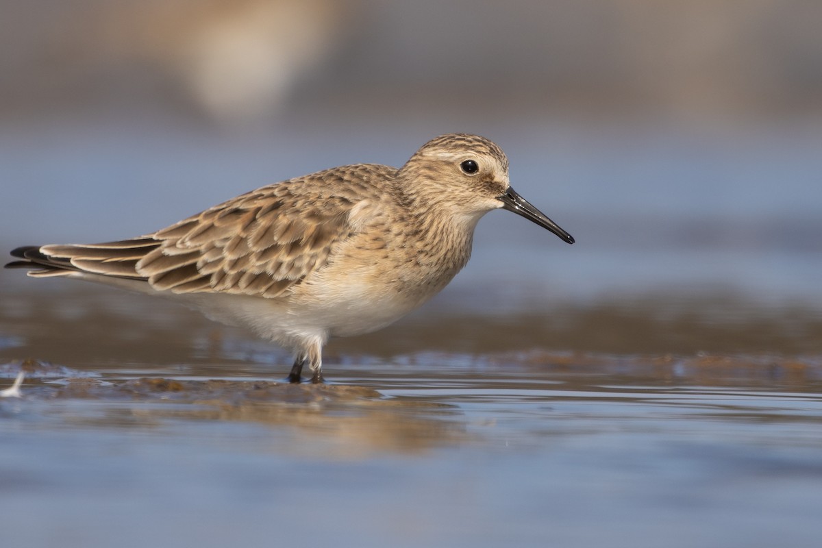 Baird's Sandpiper - Pablo Andrés Cáceres Contreras