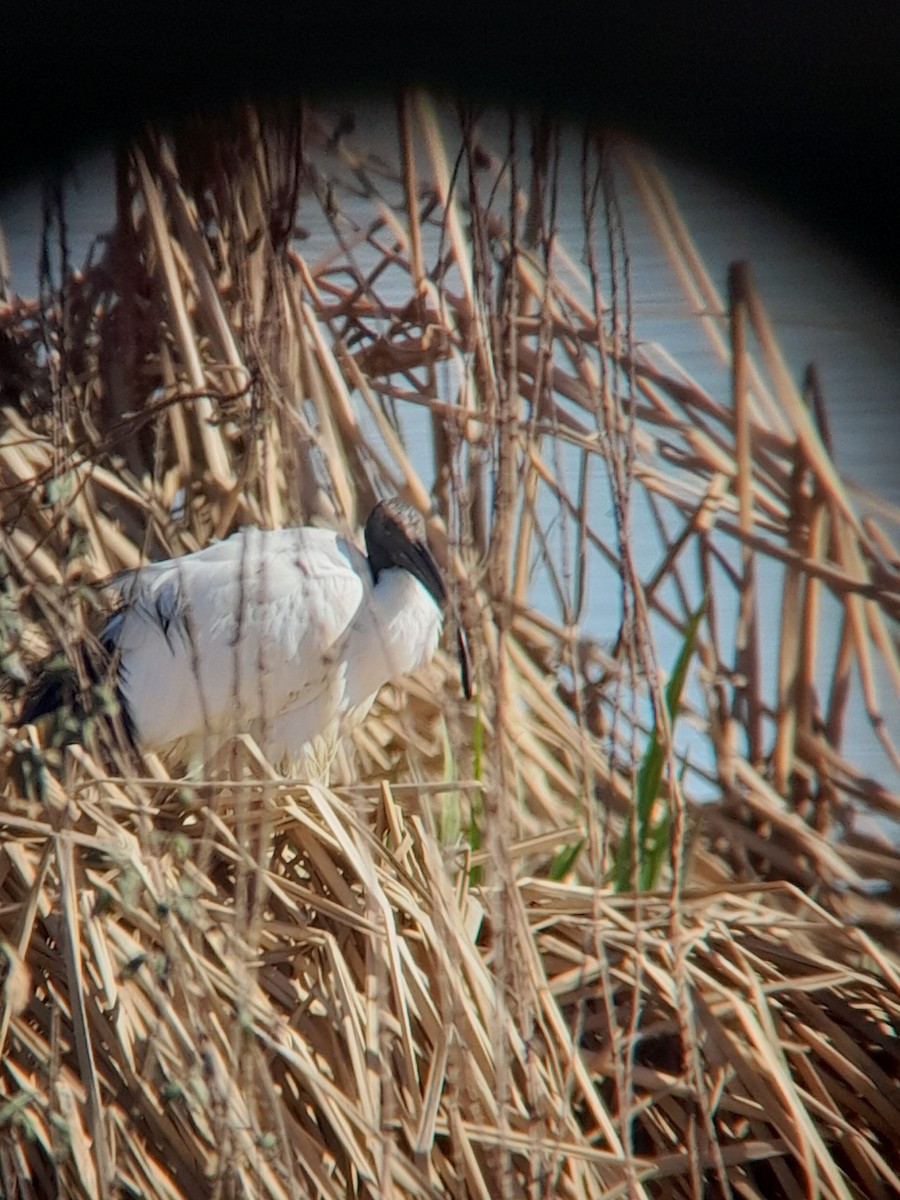 ibis posvátný - ML614925678