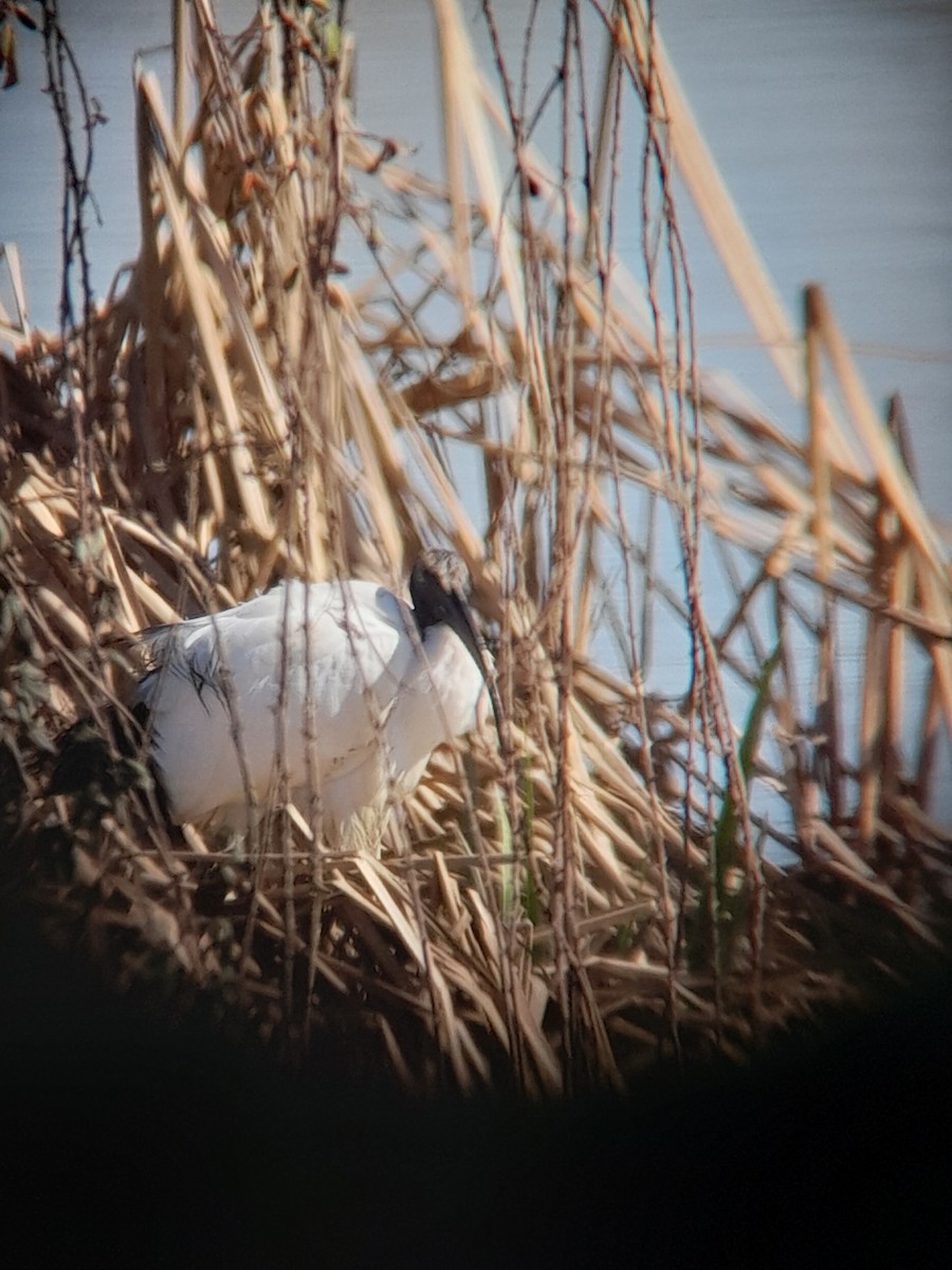 African Sacred Ibis - ML614925679