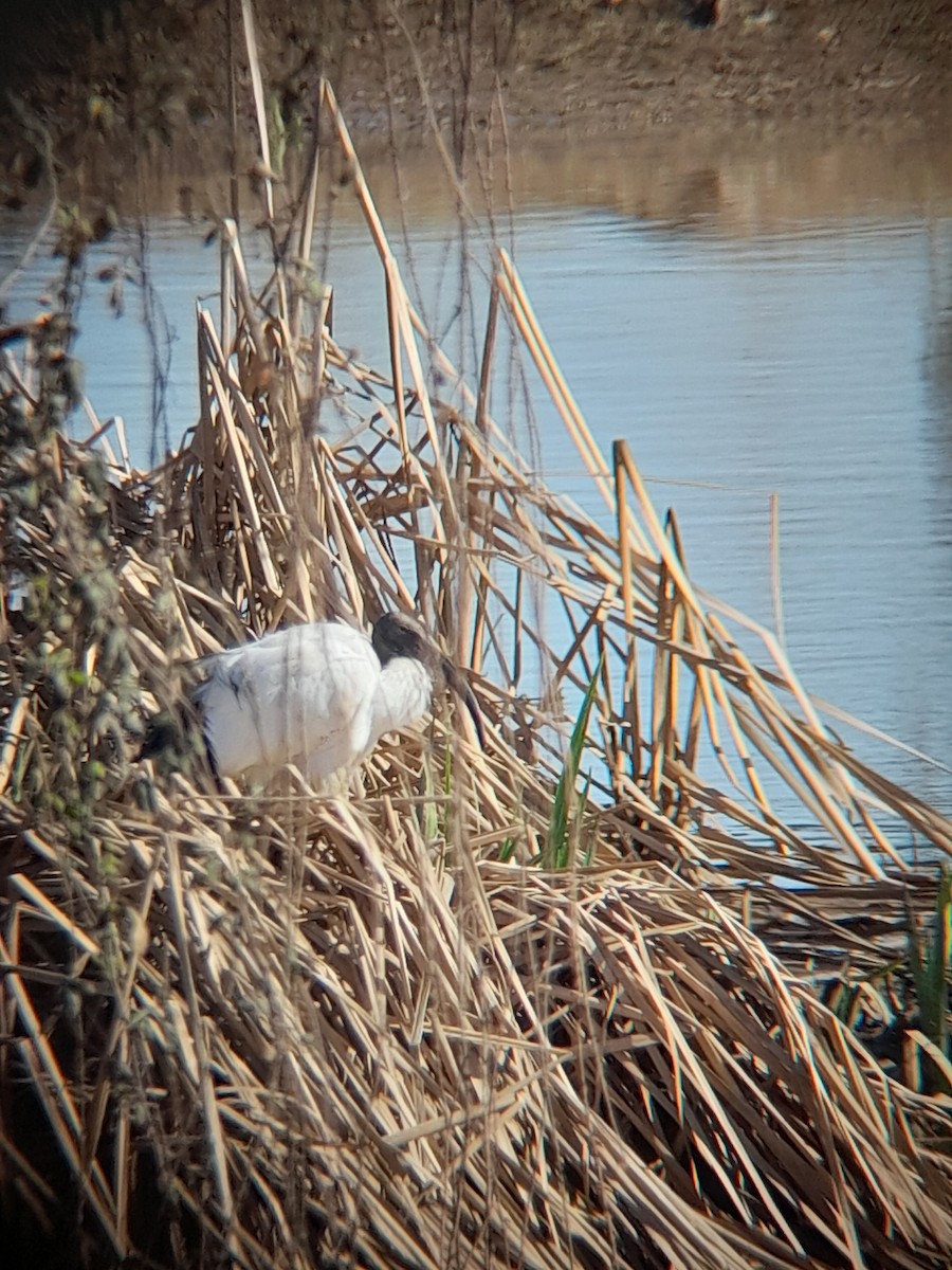 African Sacred Ibis - ML614925680