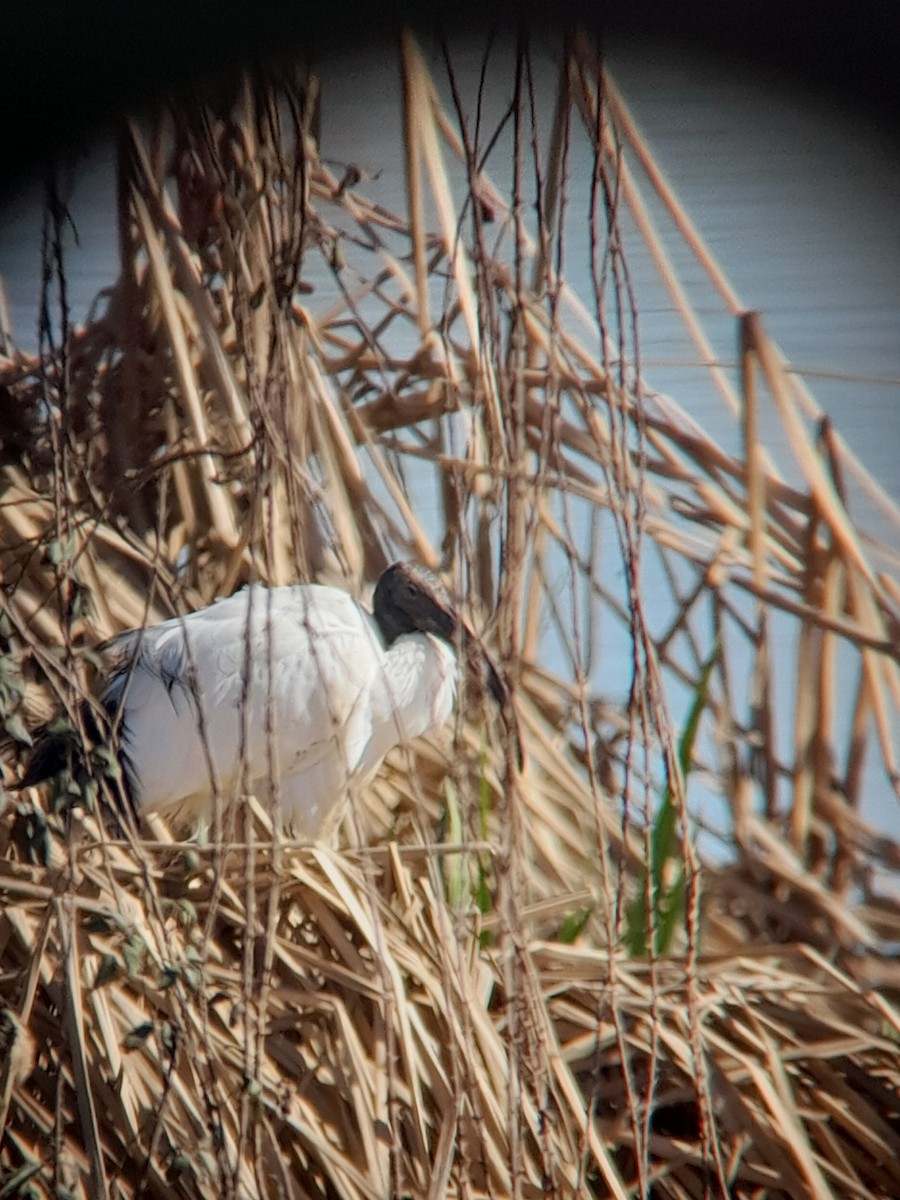 ibis posvátný - ML614925681