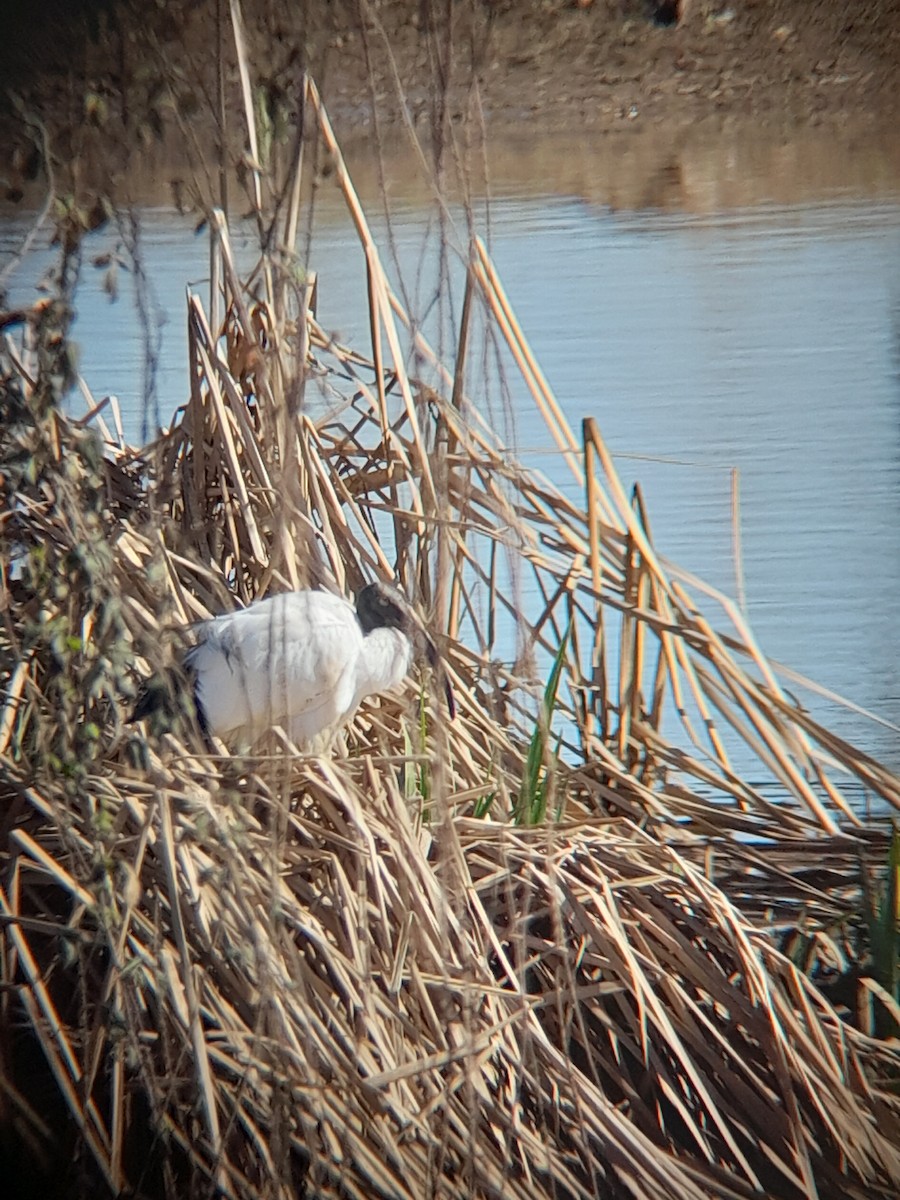 ibis posvátný - ML614925682