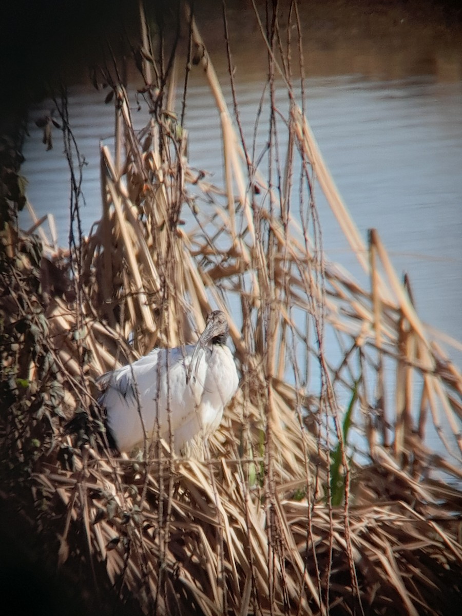 ibis posvátný - ML614925683